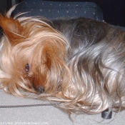 Photo de Yorkshire terrier