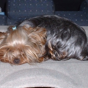 Photo de Yorkshire terrier