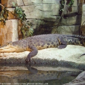 Photo de Crocodile