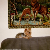 Photo de Yorkshire terrier