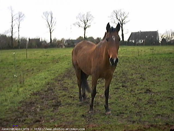 Photo de Poney franais de selle