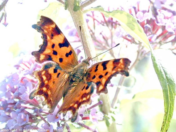 Photo de Papillon