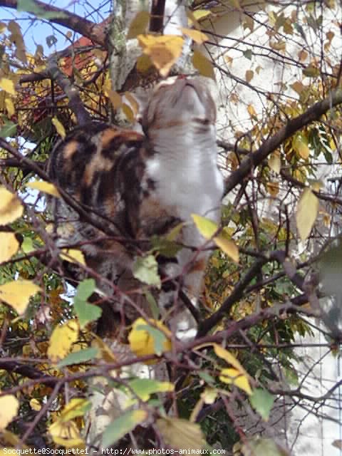 Photo de Chat domestique