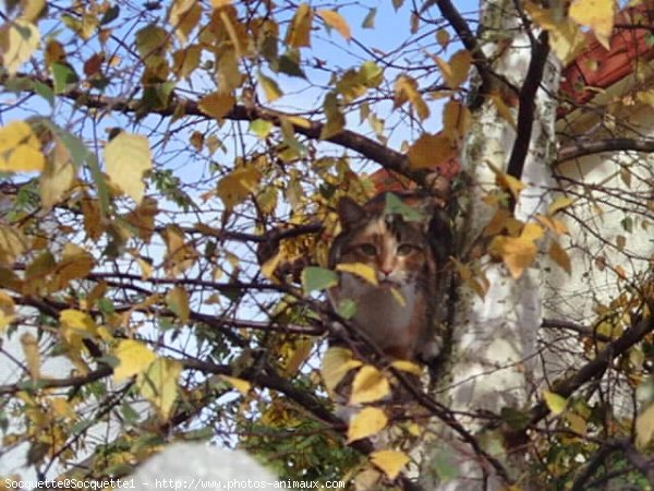 Photo de Chat domestique