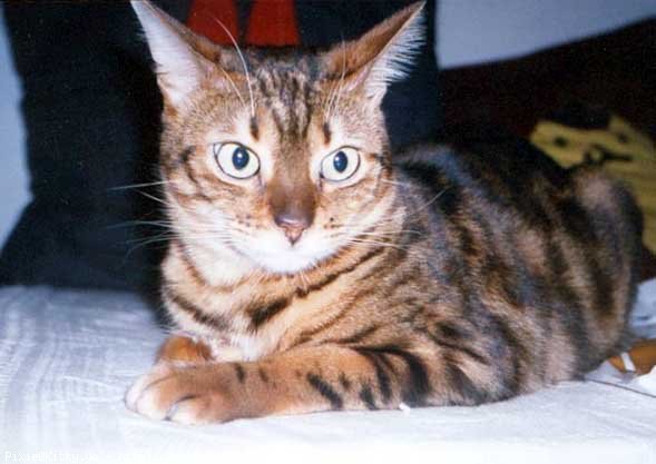 Photo de Bengal