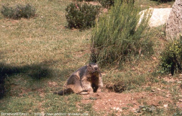 Photo de Marmotte