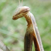 Photo de Mante religieuse