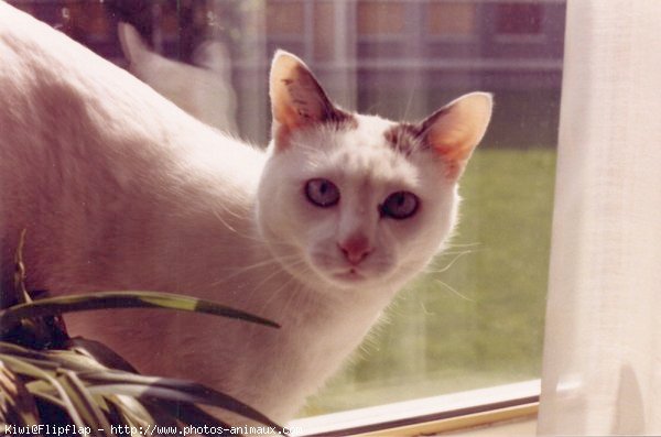 Photo de Chat domestique