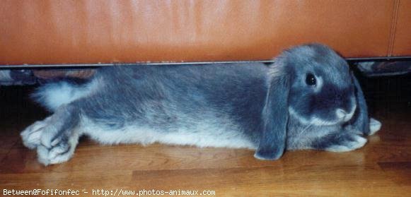 Photo de Lapin