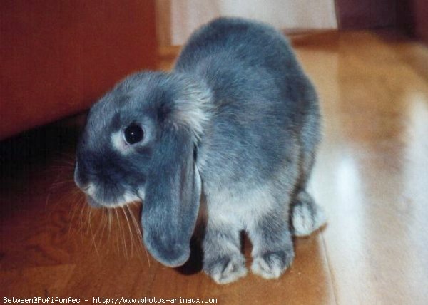 Photo de Lapin