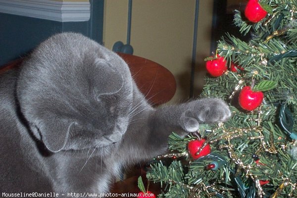 Photo de Chartreux