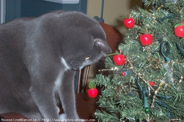 Photo de Chartreux