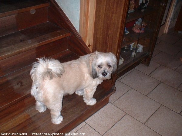 Photo de Lhassa apso