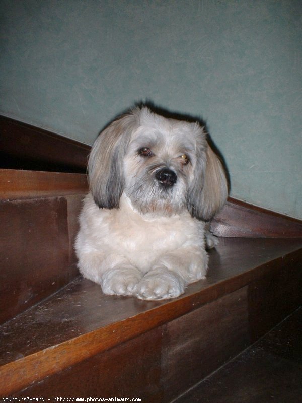 Photo de Lhassa apso