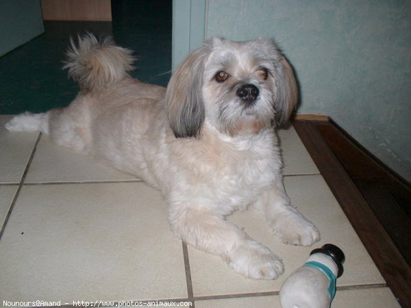 Photo de Lhassa apso