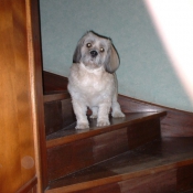 Photo de Lhassa apso