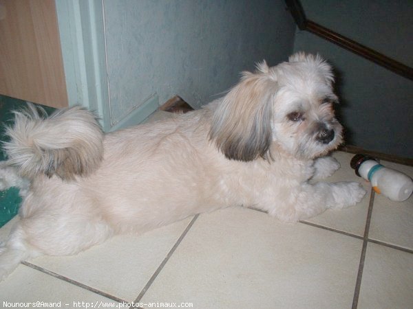 Photo de Lhassa apso