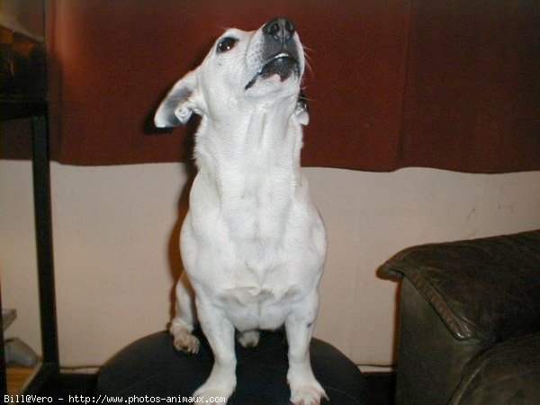 Photo de Jack russell terrier