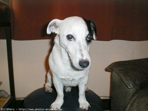 Photo de Jack russell terrier