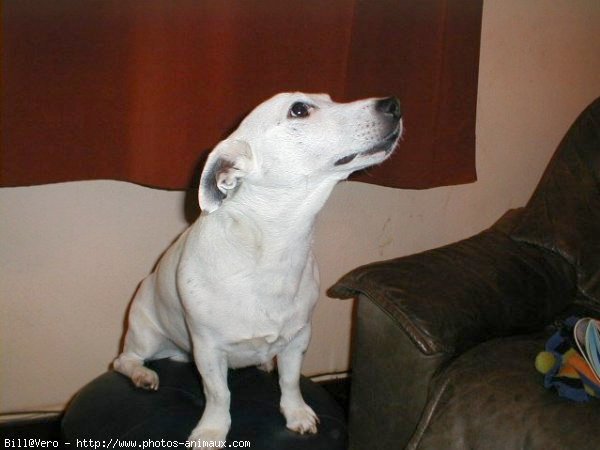 Photo de Jack russell terrier