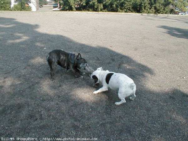 Photo de Jack russell terrier