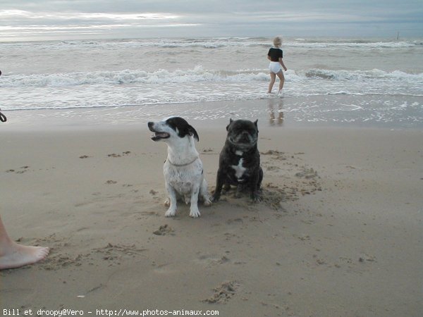 Photo de Jack russell terrier