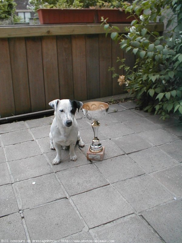 Photo de Jack russell terrier