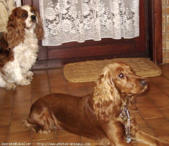 Photo de Cavalier king charles spaniel