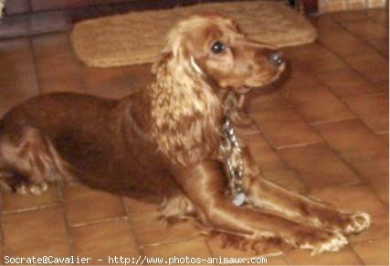 Photo de Cavalier king charles spaniel