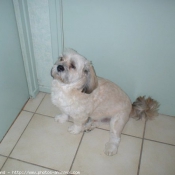 Photo de Lhassa apso