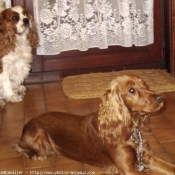 Photo de Cavalier king charles spaniel