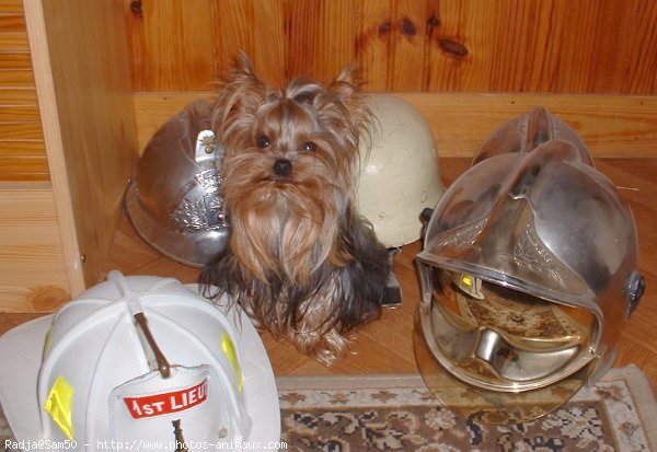 Photo de Yorkshire terrier