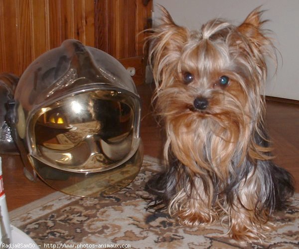 Photo de Yorkshire terrier