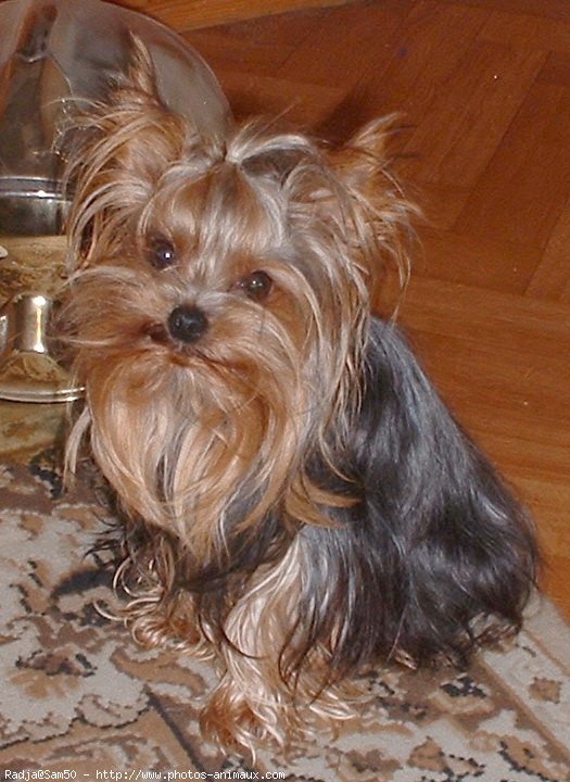 Photo de Yorkshire terrier