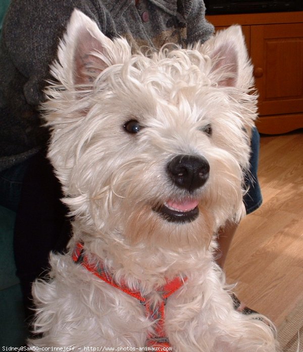 Photo de West highland white terrier