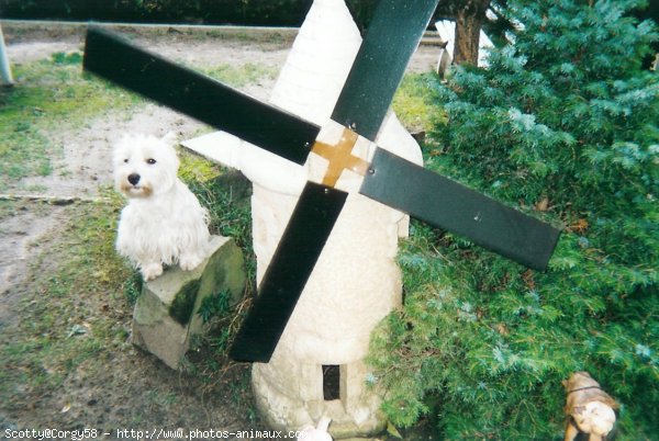 Photo de West highland white terrier