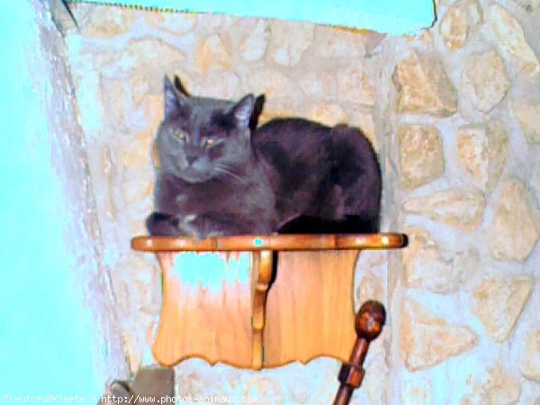 Photo de Chartreux