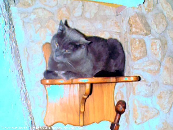 Photo de Chartreux