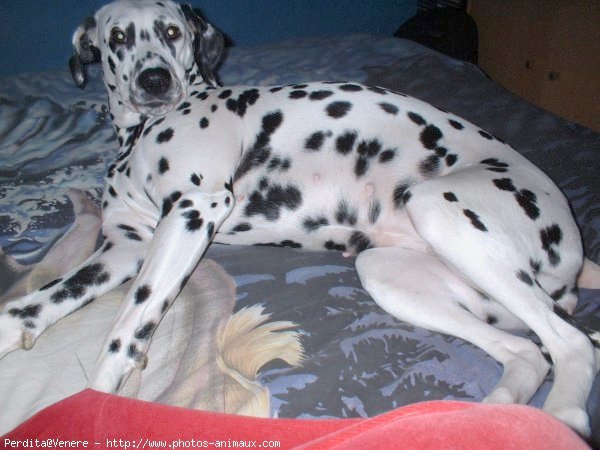 Photo de Dalmatien