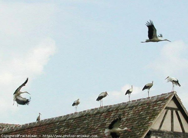 Photo de Cigogne