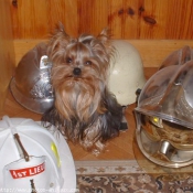 Photo de Yorkshire terrier