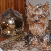 Photo de Yorkshire terrier