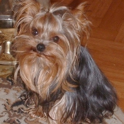 Photo de Yorkshire terrier