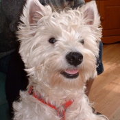 Photo de West highland white terrier