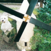 Photo de West highland white terrier