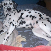 Photo de Dalmatien