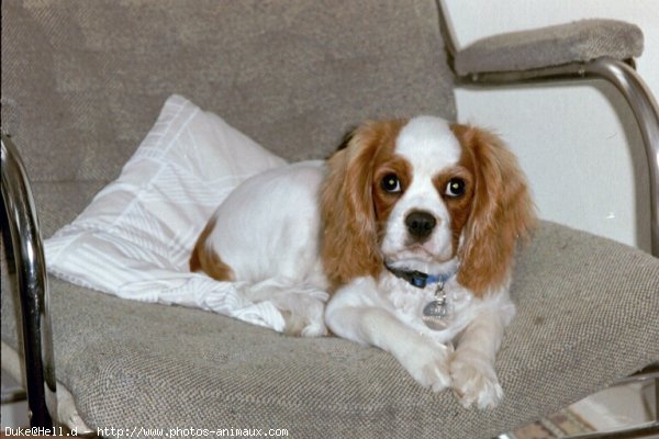 Photo de Cavalier king charles spaniel