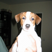 Photo de Jack russell terrier