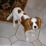 Photo de Cavalier king charles spaniel