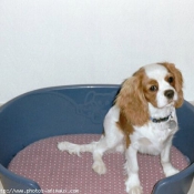 Photo de Cavalier king charles spaniel